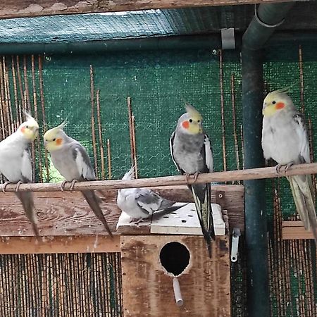 Penzion Kosky Hamr Buitenkant foto